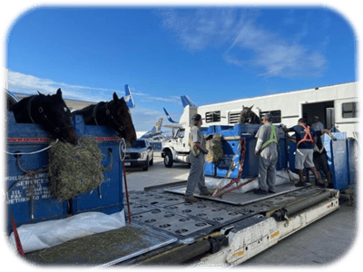 Shipping Horses