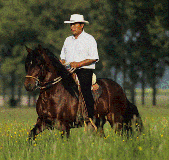 Trail Horse